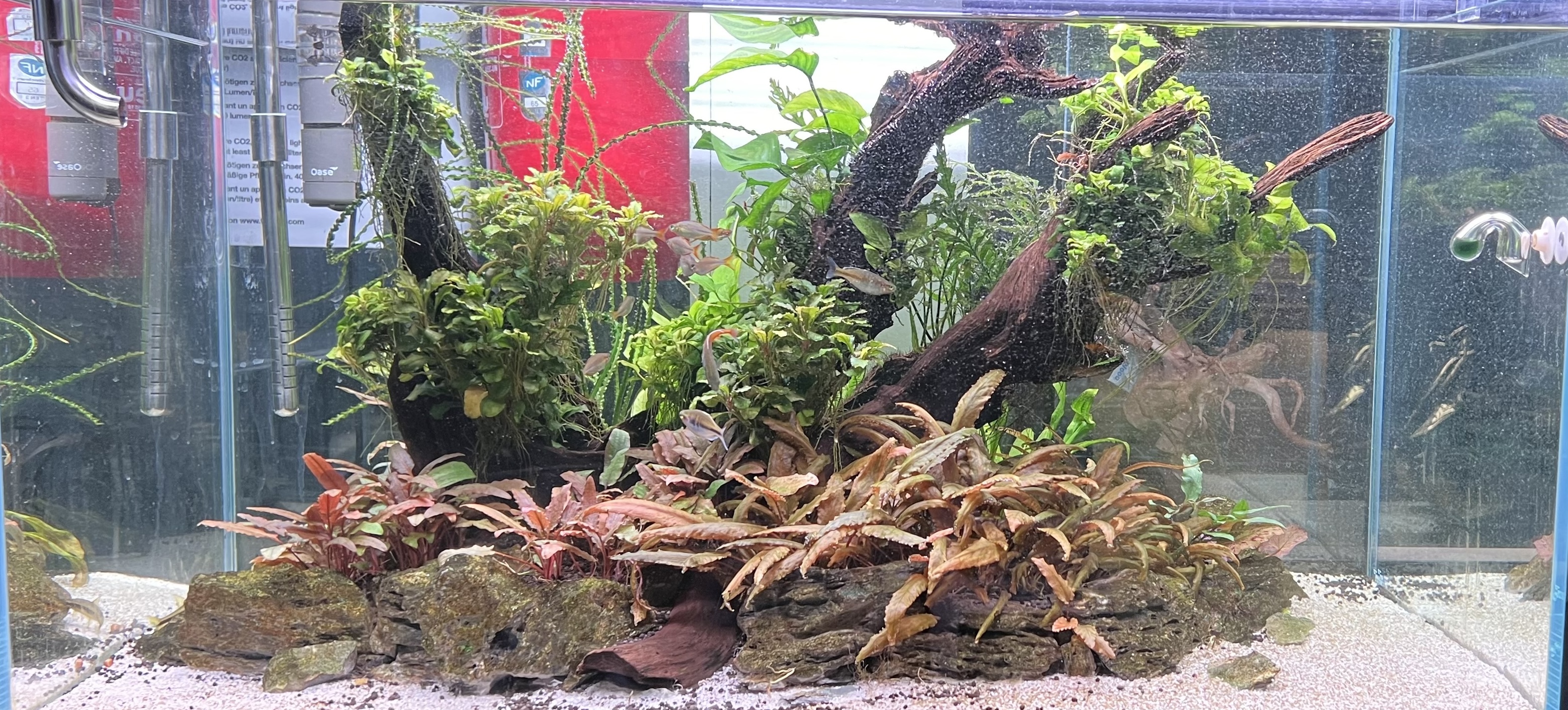 Un aquarium d'eposition en aquascape du magasin de saint pierre