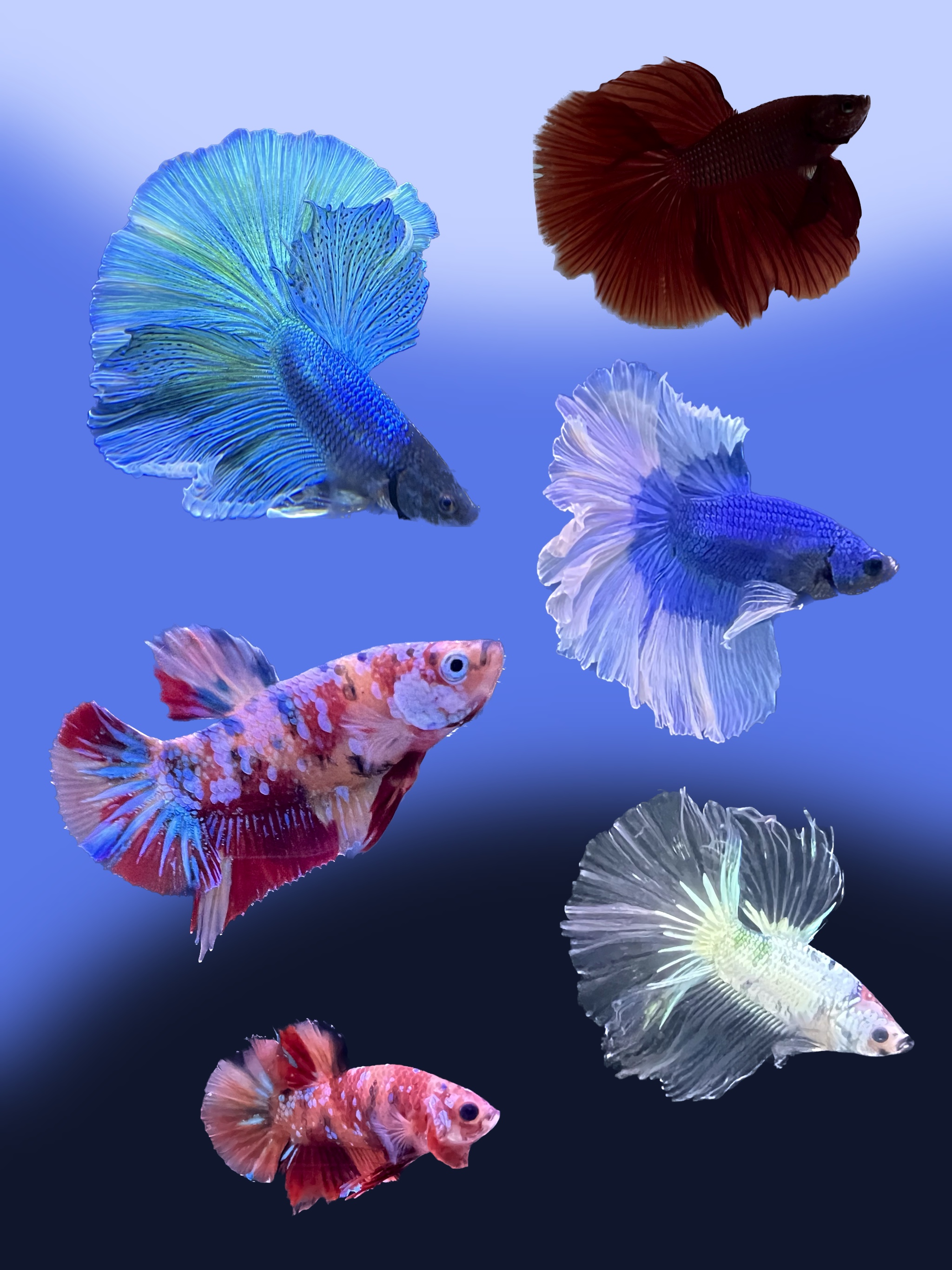 montage de 6 poisson combatant de couleurs differentes