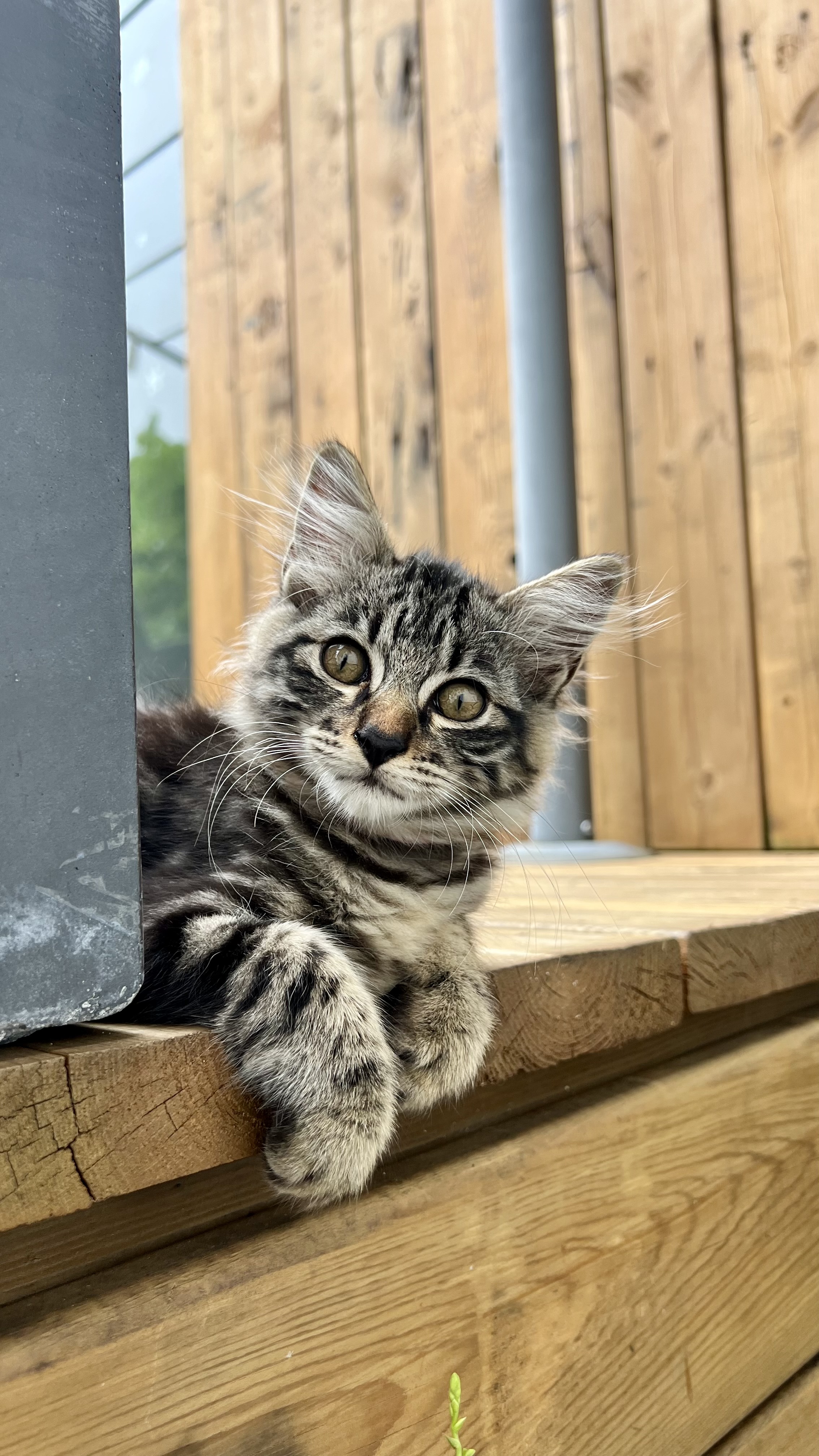 Un chat sur une terrasse