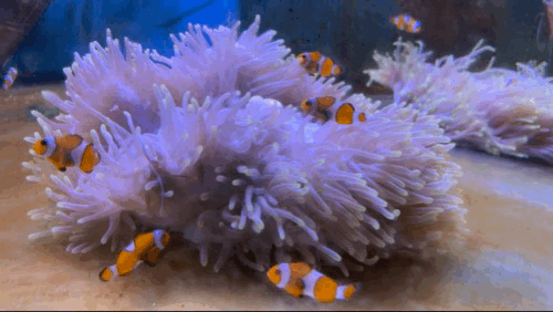 gif d'une anémone avec ses poisson clown